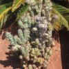 Cereus peruvianus monstruosus